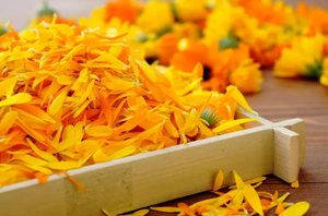 Yüksek kaliteli gıda sınıfı <span class=keywords><strong>Solidago</strong></span> <span class=keywords><strong>Virgaurea</strong></span> özü tozu 10:1 oranı 99% saf davul ambalaj - Product Image 2