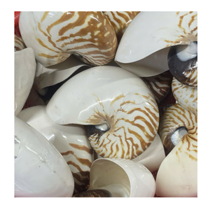 Conchas marinas surtidas únicas con calidad superior, ideales para instalaciones artísticas de diseño de interiores y estilismo para el hogar - Product Image 4