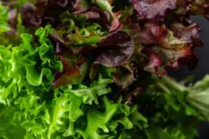 Espárragos Frescos, Lechuga de Tallo, Directo de la Granja, Nueva Cosecha, Precio de Fábrica para Compradores Globales con la Mejor Oferta de Descuento - Product Image 6