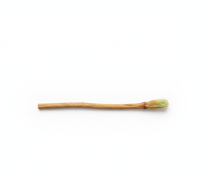 EarthPureX Bâton dentaire en bois à base de plantes Blanchiment organique Force des gencives Hygiène dentaire écologique Nettoyage buccal frais Miswak - Product Image 4