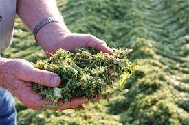 Comprimés d'ensilage de maïs pour bétail - Product Image 6