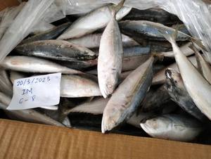 Sac en vrac emballé de haute qualité pour chinchard bio entier surgelé Produit de poisson de qualité supérieure Fruits de mer exportés au Vietnam - Product Image 4