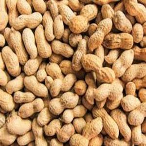 Organic Raw Dried <b>Peanuts</b> Grocery Vacuum <b>Packed</b> A+ Grade Model For Sale - Product Image 1