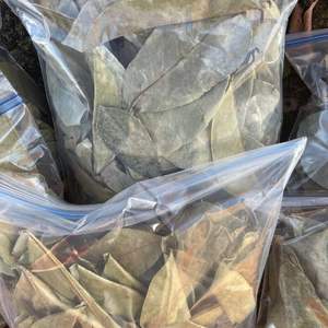 Hoja de Guanábana seca a buen precio, venta al por mayor, hojas secas de Vietnam - Product Image 3