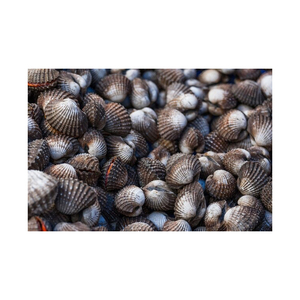 Approvisionnement en gros de coques naturelles fraîches bon marché mollusques frais et nutritifs - Product Image 3