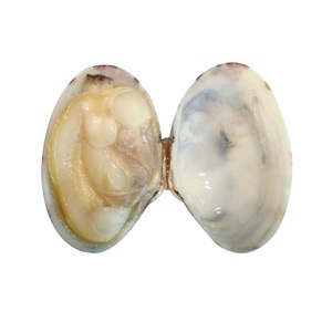 เนื้อหอยเชลล์แช่แข็ง IQF คุณภาพดี ไม่มีเปลือก อายุการเก็บรักษา 2 ปี - Product Image 2