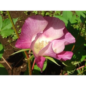 Gossypium Arboreum de algodón crudo de alta calidad Premium Sea Island para exportación | Lujo Extra-Long Staple 100% Algodón orgánico blanqueado - Product Image 5