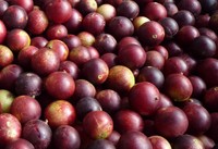 Best verkochte Peruaanse Camu Camu fruitextract spraygedroogd poeder, voedingskwaliteit, HACCP gecertificeerd, rijk aan vitamine C, antioxidant, puur