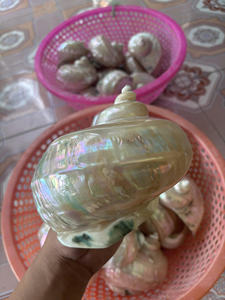 Exotic Pearl Turbo Seashells para centros de mesa de boda y decoraciones para eventos - Product Image 2