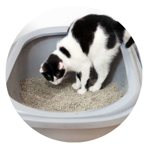 กากกาแฟสำหรับแมวกากกาแฟเวียดนาม100% - Product Image 6