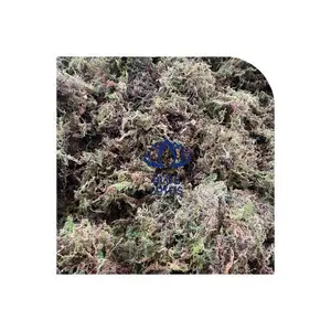 Низкая Цена искусственный сфагнум для горшечных растений сушеный Лесной Зеленый мох вьетнамская посадка Орхидея декоративная консервированная