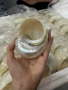 Coque turbo verte naturelle de qualité supérieure du Vietnam pour les remplisseurs de vases d'aquarium et la décoration côtière faite à la main - Product Image 5