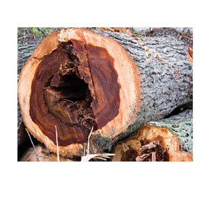 Troncos de madera de olmo de madera dura resistente a la venta a precio económico para aserraderos y carpintería - Product Image 4