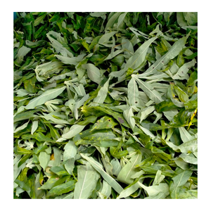 Hojas de yuca picadas congeladas de primera calidad, hojas de yuca picadas congeladas de Vietnam para recetas culinarias, cocina casera y uso industrial - Product Image 1