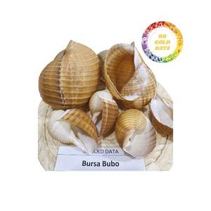 Suministro de conchas marinas a granel de gran oferta para fabricantes y mayoristas con alta calidad y buenos precios de Vietnam - Product Image 4