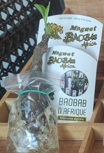Kit magnétique mini baobab prêt à planter (poudre de baobab, feuilles de baobab, huile de baobab, pulpe de baobab) - Product Image 3