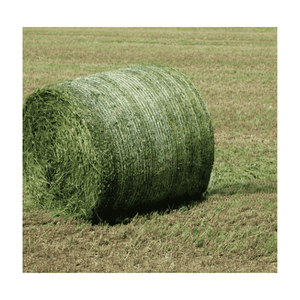 Élargissement de la présence mondiale grâce à l'herbe de Rhodes de qualité supérieure - Product Image 5