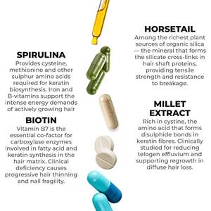 RedMoringa Spirulina Horsetail Millet 60 Capsules Biotine Tonique pour la repousse des cheveux avec étiquette privée OEM Fabriqué en Italie - Product Image 3