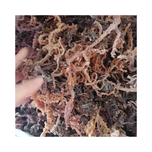 SEAMOSS BLANCO SECO O MUSGO DE MAR IRLANDÉS CON MUSGO DE MAR IRLANDÉS VEGANO DE ALTA CALIDAD/SEAMOSS PREMIUM DE VIETNAM - Product Image 5