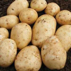 Dublin Delight <b>Potatoes</b> <b>Fresh</b> from Europe - Product Image 3