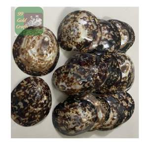 CONCHAS DE LIMPET NATURALES PULIDAS HECHAS EN VIETNAM PARA ARTESANÍA ECOLÓGICA, DECORACIÓN DEL HOGAR Y FINES DE ACCESORIOS DE ENFERMERÍA - Product Image 3