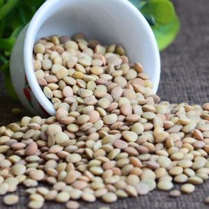 Lentilles vertes fraîches biologiques et courantes en gros d'Australie - Product Image 5