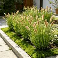 Plante artificielle de gazon de renard réaliste, plume ornementale de pampa pour la décoration de jardin, cour, patio et aménagement extérieur
