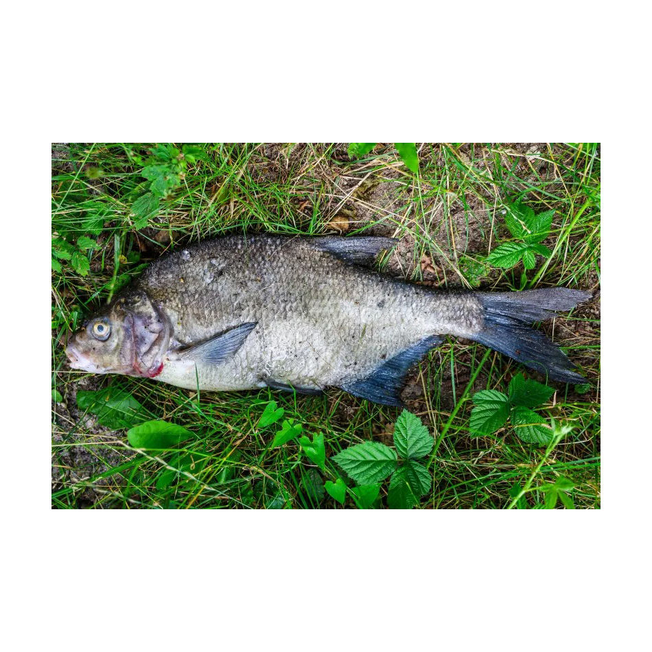 Live Fish High Quality Aquarium and Wholesale Supplies