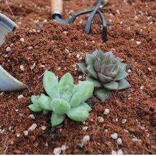 Este material orgánico mejora la aireación del suelo, evitando la compactación y asegurando que las raíces de las plantas reciban el oxígeno adecuado - Product Image 6