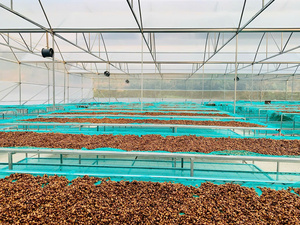 Grains de café vert Arabica brut du Vietnam |   Nouvelle récolte 2026 |   Commerce en gros - Product Image 3