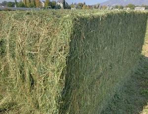Heno de alfalfa de grado alimenticio para caballos, ganado, peces para alimentación animal - Product Image 1