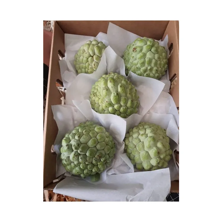 Good Quality Apple Variety Natural Products Fresh Pure Mature Custard Apple at Reliable Market Price