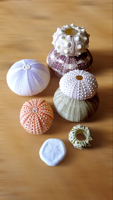 GEM HOT SELLING Urchin de mer premium du Vietnam, pièce décorative idéale pour la maison et le bureau