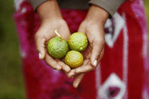 Aceite Portador de Marula SAKAY, Prensado en Frío, 100% Puro y Natural, Ingrediente Cosmético Antienvejecimiento de Madagascar, Bidón de 30L - Product Image 3