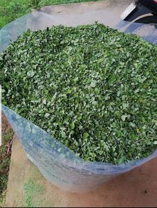 Secado natural crudo de hojas de Moringa Hoja seca de Moringa para la venta - Product Image 2