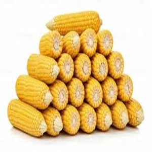 Maíz Amarillo de Primera Calidad, Maíz Blanco GMO para Consumo Humano y Alimentación Animal, Cultivo Seco, Proveedor Mayorista a Precio de Mayoreo - Product Image 5