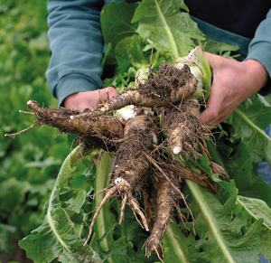 Cicoria y Dálmata Orgánicos Solubles en Frasco de 100g, Bebida Instantánea Sin Cafeína, Selección de Alimentos Italianos GVERDI, Hecho en Italia - Product Image 6