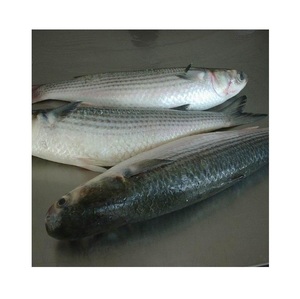 Pescado Mullet Gris Congelado – Calidad Premium |   Europa - Product Image 3