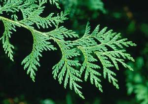 Venta al por mayor de aceite esencial de ciprés 100% puro y natural de calidad superior, proveedor a granel de aceite de ciprés de exportación India - Product Image 3