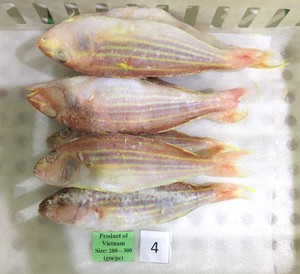 Dorade à queue filiforme entière surgelée IQF, emballée sous vide, transformée au Vietnam, durée de conservation de 24 mois, pour exportation en vrac, produits de la mer internationaux - Product Image 4