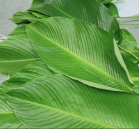 Dong de feuille biodégradable écologique pour la décoration d'emballage alimentaire sacs en plastique alternatifs durables nouvelle agriculture de culture