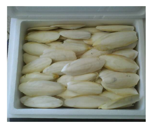 Venta al por mayor de hueso de sepia sin recortar/Exportador de Vietnam, hueso de calamar Premium para mascotas, suministro a granel, opción de marca OEM a la venta - Product Image 1