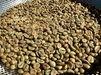 Vente chaude!!! Café Robusta Arabica Échantillons gratuits à faible quantité minimale de commande Grain de café cru Prix compétitif de haute qualité WS + 84969732947