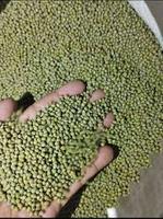 Hele Groene Mung Bonen Van Viet Nam Exporteur Met De Goede Prijs En Premium Kwaliteit