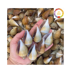 Conchas Strombidae naturales de gran cantidad para decoración de envases de regalo y uso artístico de Vietnam - Product Image 2