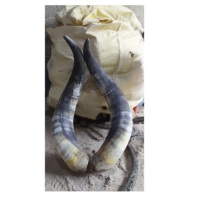 Paire de cornes de buffle en gros, logo personnalisé, meilleure qualité, paire de cornes de vache pour la décoration, fabrication d'exportation en provenance d'Inde