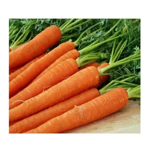 Bulk Stock verfügbar von frischem Gemüse Karotten zu Großhandels preisen