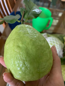 ราคาแข่งขัน ผลไม้ฝรั่งแช่แข็ง/ ฝรั่งแช่แข็งจากเวียดนาม คุณโซฟี - Product Image 5