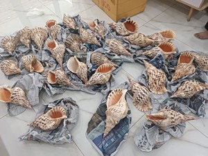 Natural Triton Trumpet Shell (Charonia tritonis) Meilleur prix pour les acheteurs en vrac - Product Image 5