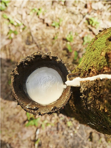 Vietnam Supplier 100% Natural <b>Rubber</b> Latex 60% DRC Molding Shoe Sole Insole Adhesive Glue Brightest White High Quality Low Price - Product Image 1